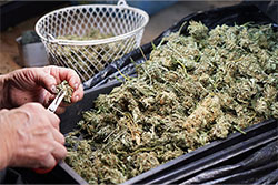 Cannabis audit services