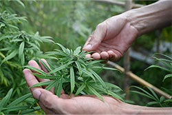 Cannabis mergers and acquisitions