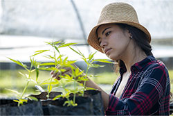 Cannabis CFO services